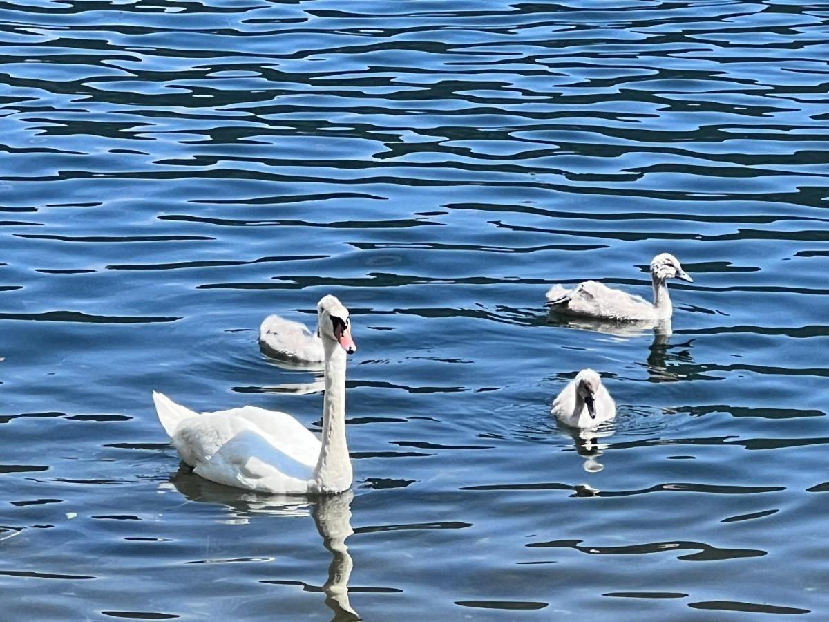 Ferienwohnung Mit Seeblick - Ossiacher See Gerlitzen Sattendorf Екстериор снимка